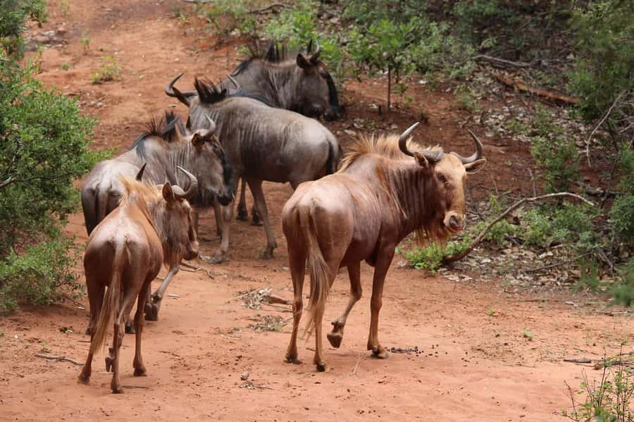 Day Tour to Maasai Mara & optional Maasai village visit - Five hours of game drives in an open Landcruiser