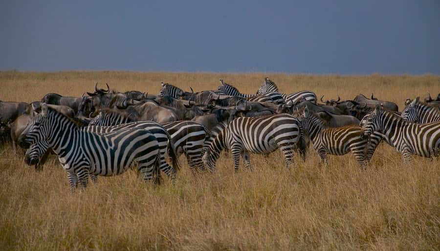 Day Tour to Maasai Mara & optional Maasai village visit - The 4:00pm departure and evening return
