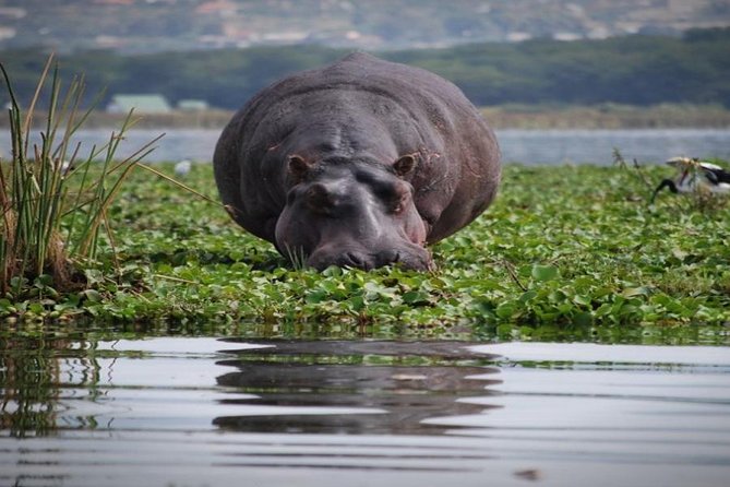 Day Tour To Mount Longonot Park From Nairobi - Why Mount Longonot makes a strong day trip from Nairobi