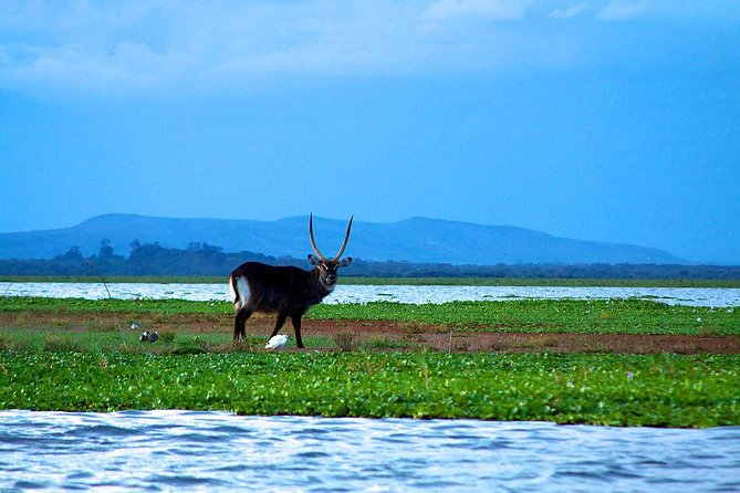 Day Tour To Mount Longonot Park From Nairobi - What the hike feels like in real terms