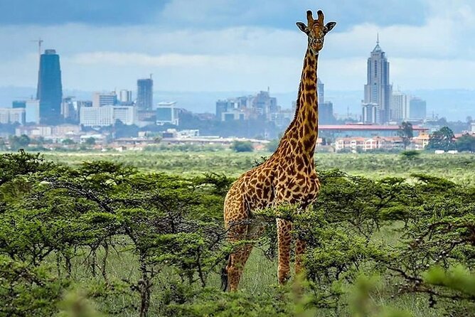 Day Tour to Nairobi National Park and Giraffe Center - The 6:30 a.m. pickup and private safari vehicle