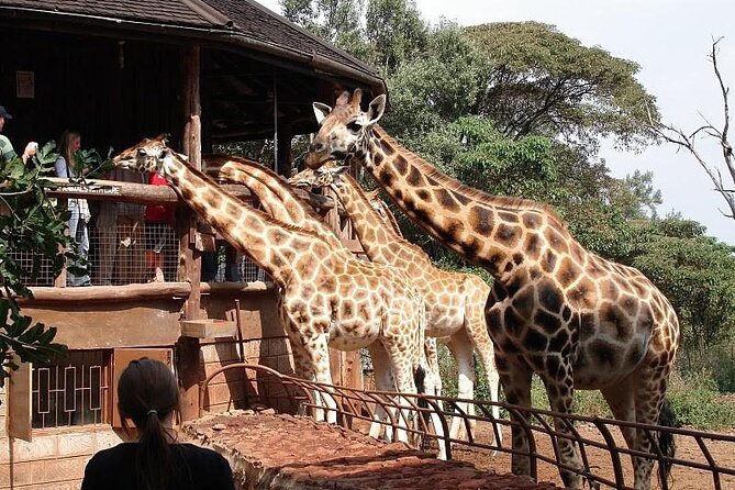 Day Tour to Nairobi National Park and Giraffe Center - The Giraffe Centre and Rothschild giraffe conservation