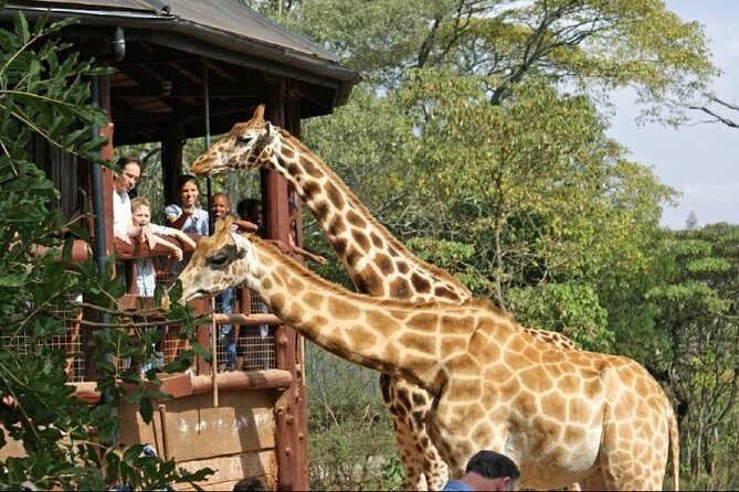 Day Tour to Nairobi National Park and Giraffe Center - Five hours inside Nairobi National Park