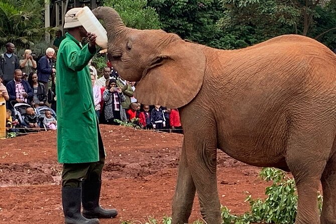 Day Tour to Nairobi national park, Elephants, and Giraffe Center - Transport, pickup, and group size
