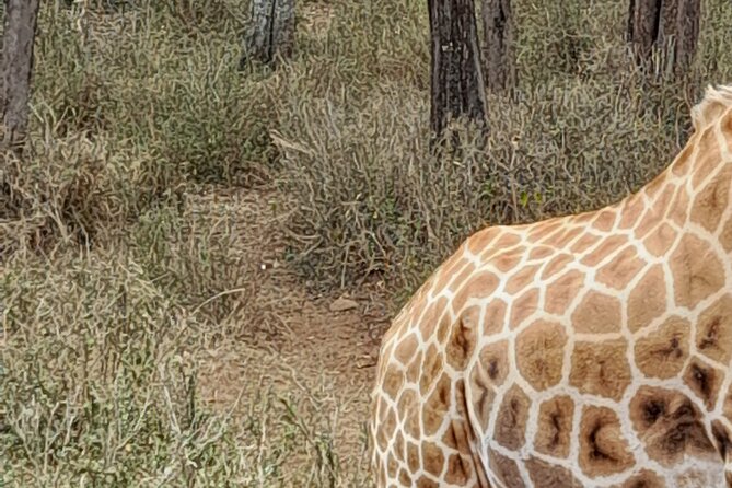 Day Tour to Nairobi national park, Elephants, and Giraffe Center - Booking advice before you commit