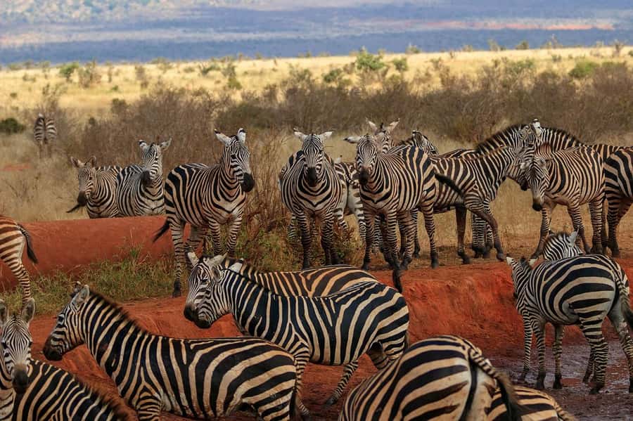 Day tour to Tsavo East National Park from Malindi/ Watamu - Key things to know before booking