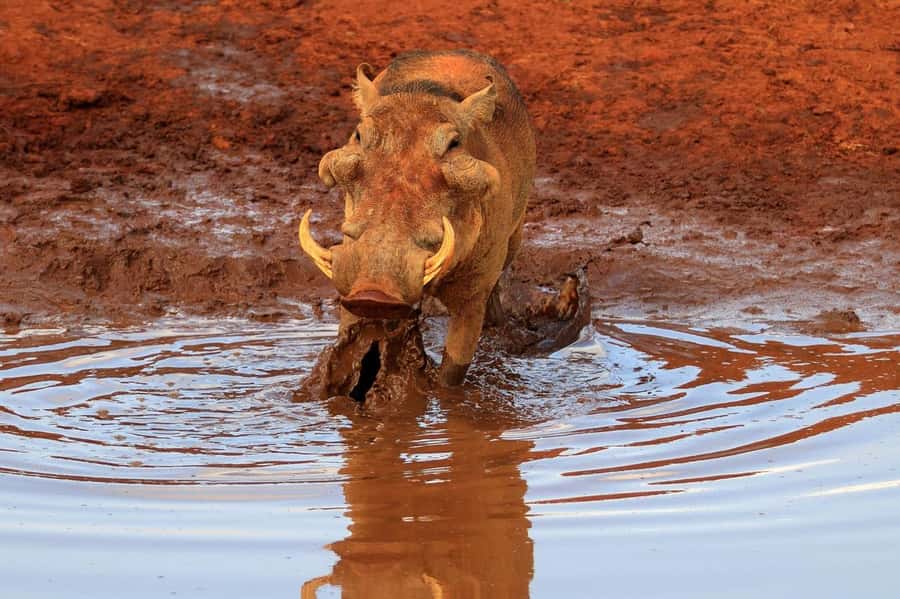 Day tour to Tsavo East National Park from Malindi/ Watamu - The loop and Pipeline areas