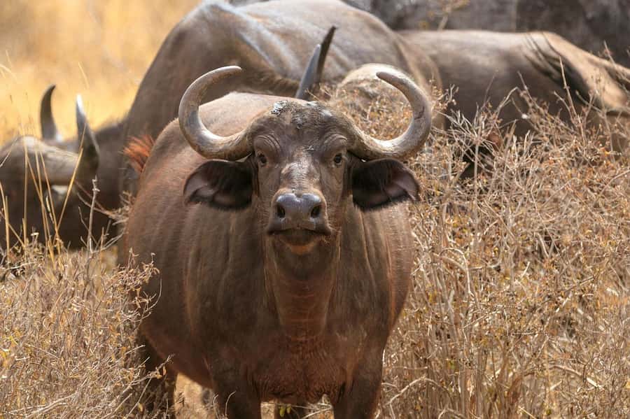 Day tour to Tsavo East National Park from Malindi/ Watamu - From Malindi or Watamu to Sala Gate