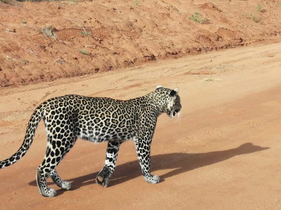 DAY TOUR TO TSAVO EAST NATIONAL PARK FROM MOMBASA/DIANI - Key points at a glance