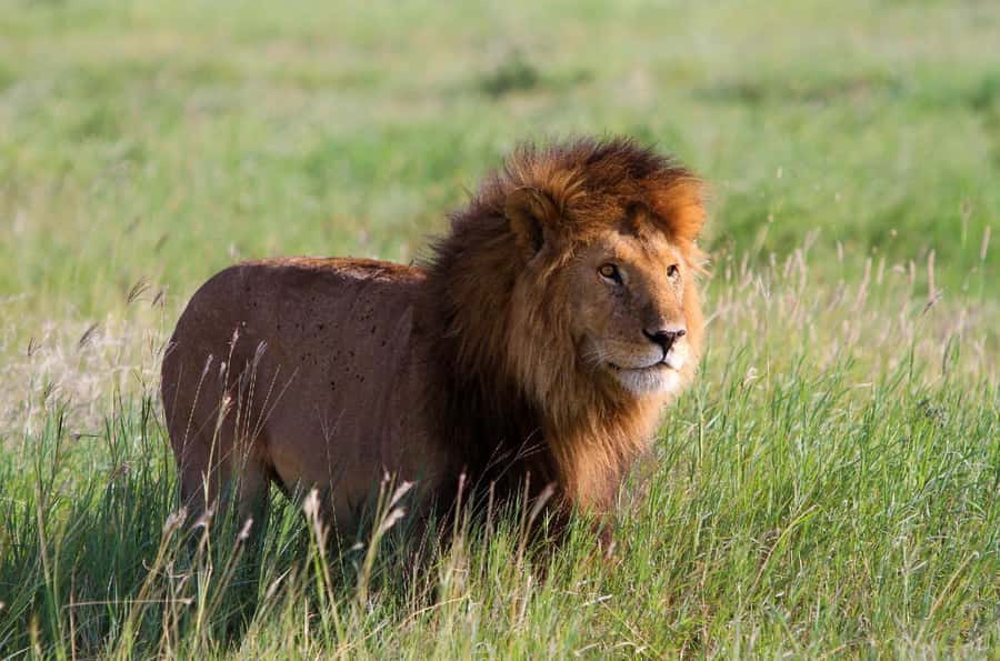 DAY TOUR TO TSAVO EAST NATIONAL PARK FROM MOMBASA/DIANI - Why Tsavo East makes sense from the coast