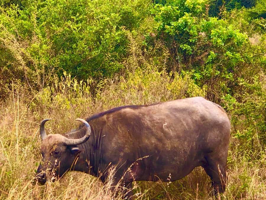 DAY TOUR TO TSAVO EAST NATIONAL PARK FROM MOMBASA/DIANI - Entering through Bachuma Gate