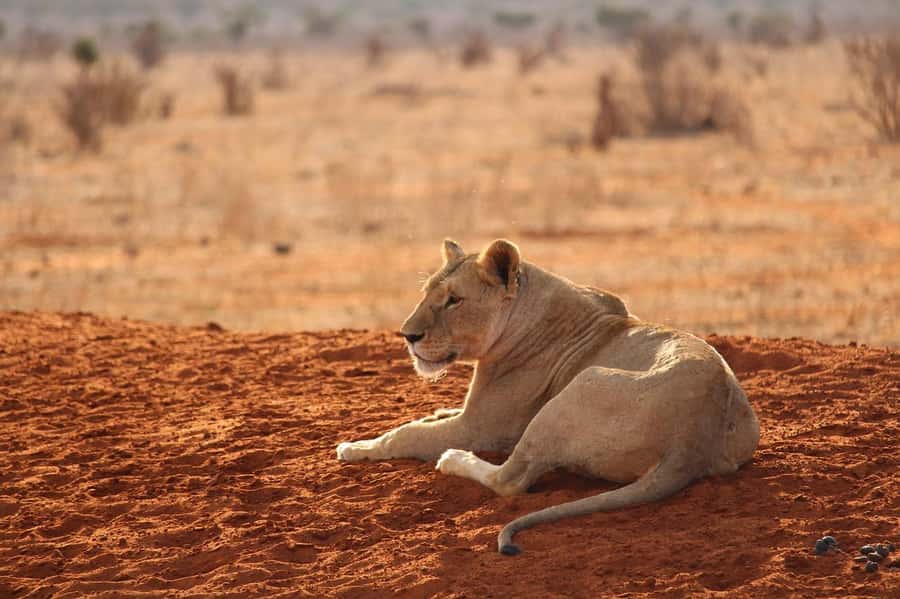 DAY TOUR TO TSAVO EAST NATIONAL PARK FROM MOMBASA/DIANI - Red elephants, lions, and the search for the Big Five