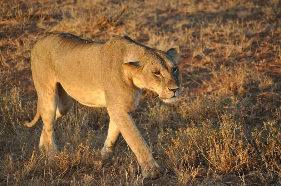DAY TOUR TO TSAVO EAST NATIONAL PARK FROM MOMBASA/DIANI - Guides, driving, and group feel