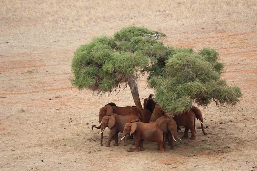 DAY TOUR TO TSAVO EAST NATIONAL PARK FROM MOMBASA/DIANI - What the $355 price really covers