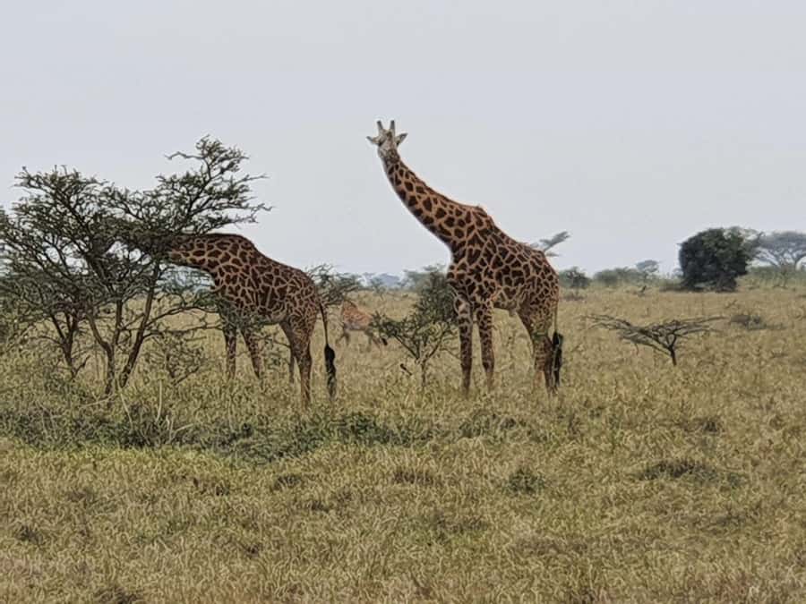 DAY TOUR TO TSAVO EAST NATIONAL PARK FROM MOMBASA/DIANI - The 5:00am pickup from Mombasa or Diani