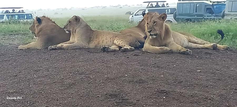 DAY TRIP AMBOSELI NATIONAL PARK FROM NAIROBI BUDGET SAFARI. - Key points to know before booking
