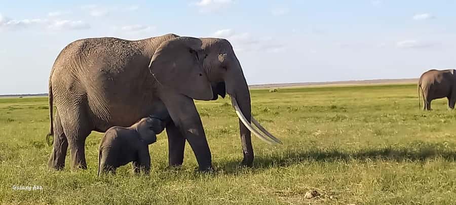 DAY TRIP AMBOSELI NATIONAL PARK FROM NAIROBI BUDGET SAFARI. - Why Amboseli works as a one-day safari