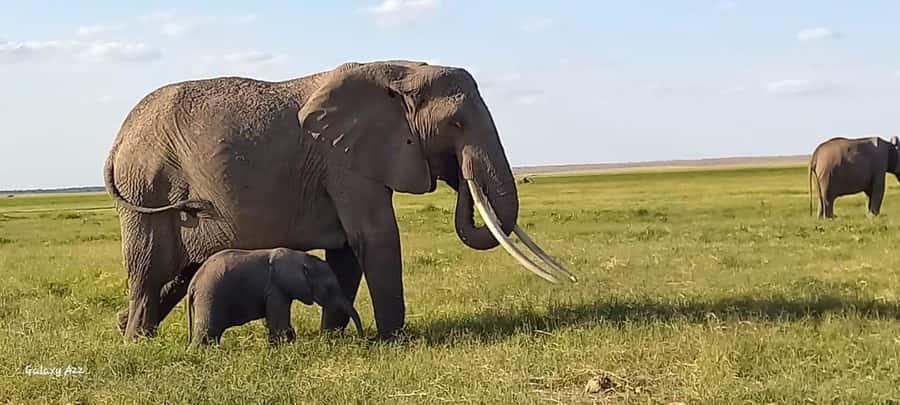 DAY TRIP AMBOSELI NATIONAL PARK FROM NAIROBI BUDGET SAFARI. - Four hours among Amboseli’s elephants