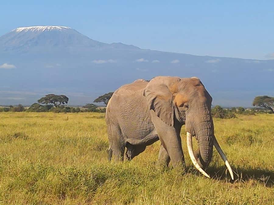 DAY TRIP AMBOSELI NATIONAL PARK FROM NAIROBI BUDGET SAFARI. - Lunch, refreshments, and the day’s practical rhythm