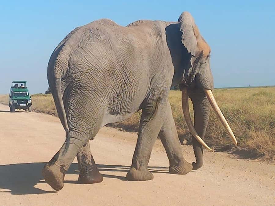 DAY TRIP AMBOSELI NATIONAL PARK FROM NAIROBI BUDGET SAFARI. - A Maasai village visit with songs, dancing, and beadwork