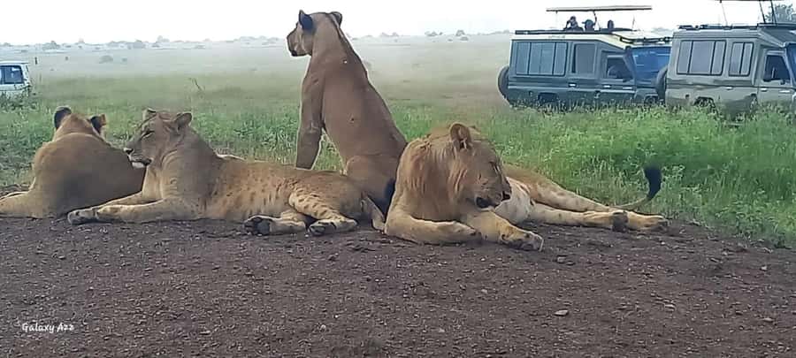 DAY TRIP AMBOSELI NATIONAL PARK FROM NAIROBI BUDGET SAFARI. - What the $170 price really covers