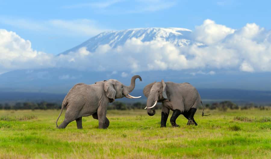 Day Trip: Amboseli National Park & Maasai Village – Nairobi - Why Amboseli makes such a strong day trip