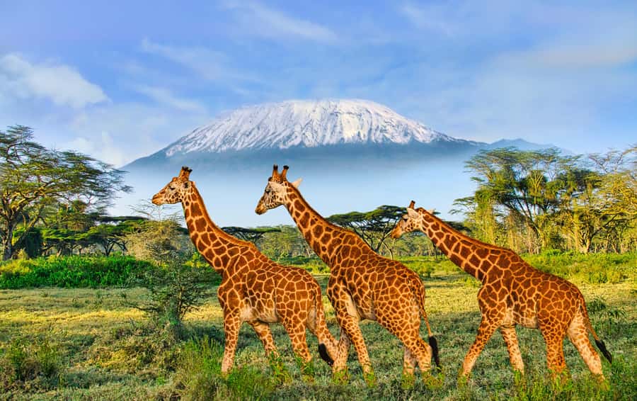 Day Trip: Amboseli National Park & Maasai Village – Nairobi - Mount Kilimanjaro and the cloud question
