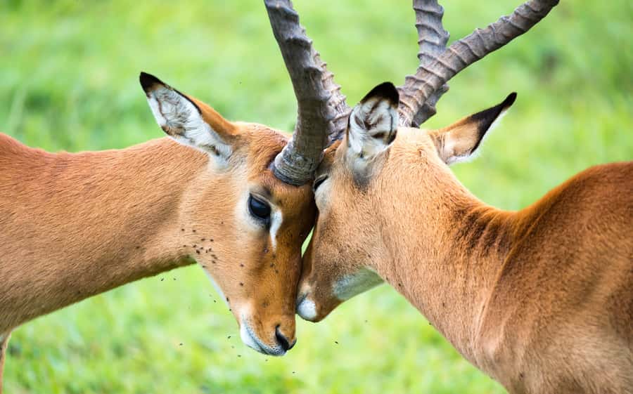 Day Trip: Amboseli National Park & Maasai Village – Nairobi - Visiting a traditional Maasai village