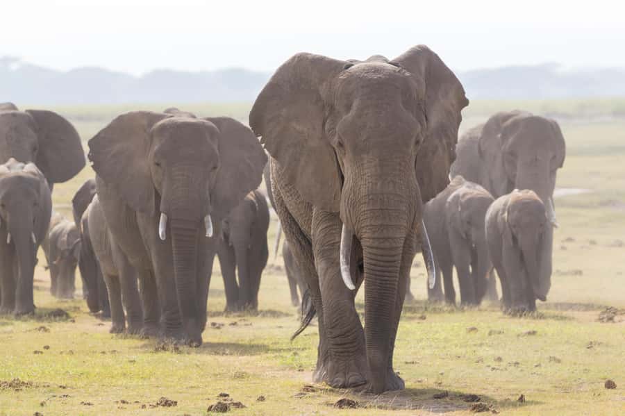 Day Trip: Amboseli National Park & Maasai Village – Nairobi - The long ride back to Nairobi