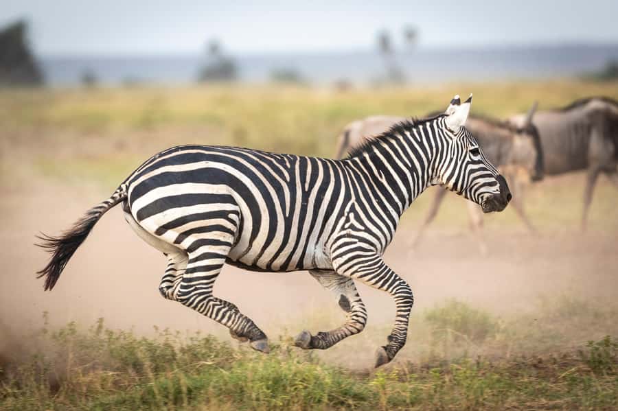 Day Trip: Amboseli National Park & Maasai Village – Nairobi - Leaving Nairobi before sunrise