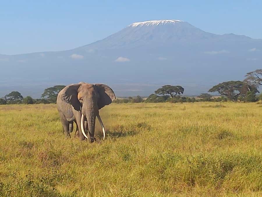 DAY TRIP AMBOSELI PARK FROM NAIROBI AND MASAI VILLAGE. - Key points before you book