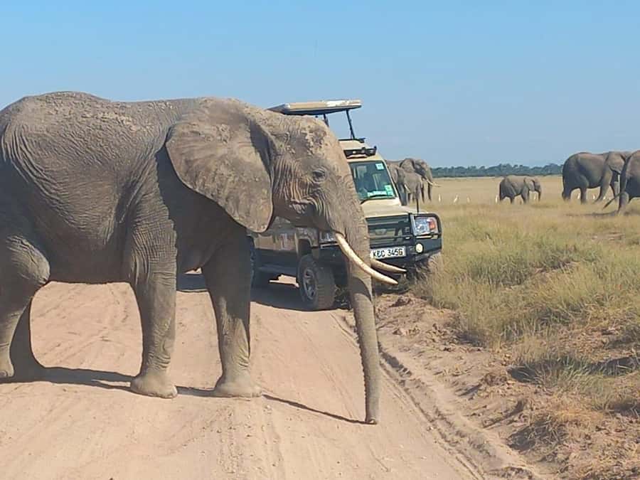 DAY TRIP AMBOSELI PARK FROM NAIROBI AND MASAI VILLAGE. - Four hours among elephants, lions, and open plains