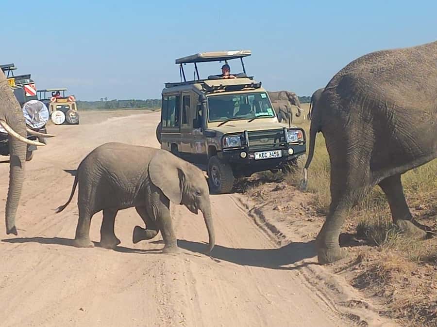 DAY TRIP AMBOSELI PARK FROM NAIROBI AND MASAI VILLAGE. - Kilimanjaro views depend on timing and weather