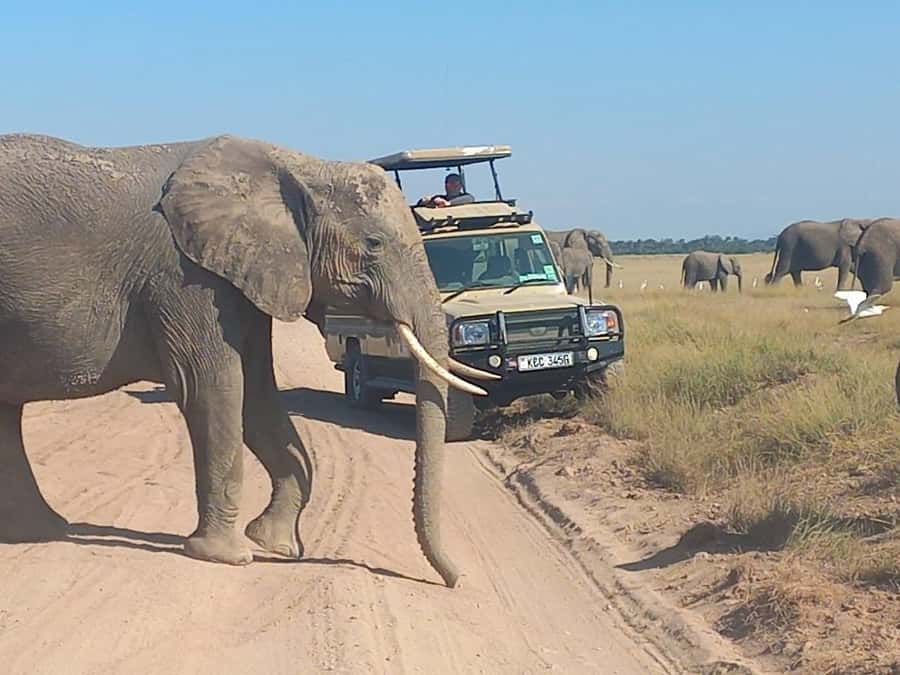 DAY TRIP AMBOSELI PARK FROM NAIROBI AND MASAI VILLAGE. - What happens at the Maasai village