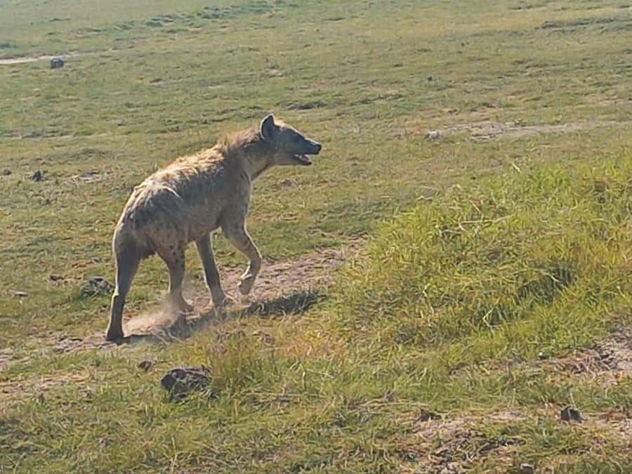 DAY TRIP AMBOSELI PARK FROM NAIROBI AND MASAI VILLAGE. - The real price of this Nairobi day trip