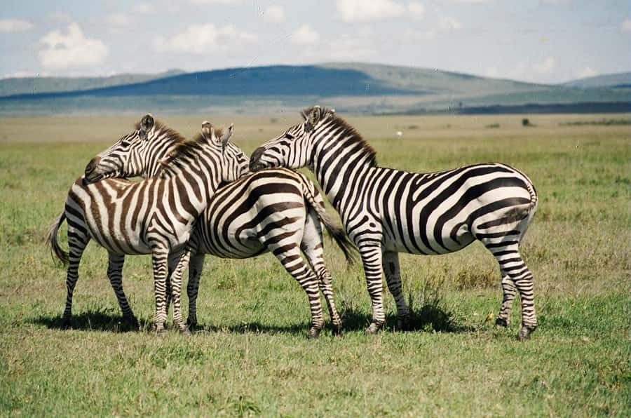Day Trip: Hell's Gate Bike Ride & Lake Naivasha Boat Ride - Why Hell’s Gate Works So Well as a Day Trip