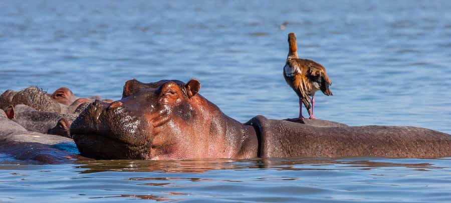 Day Trip: Hell's Gate Bike Ride & Lake Naivasha Boat Ride - Guides, Vehicles, and Group Size