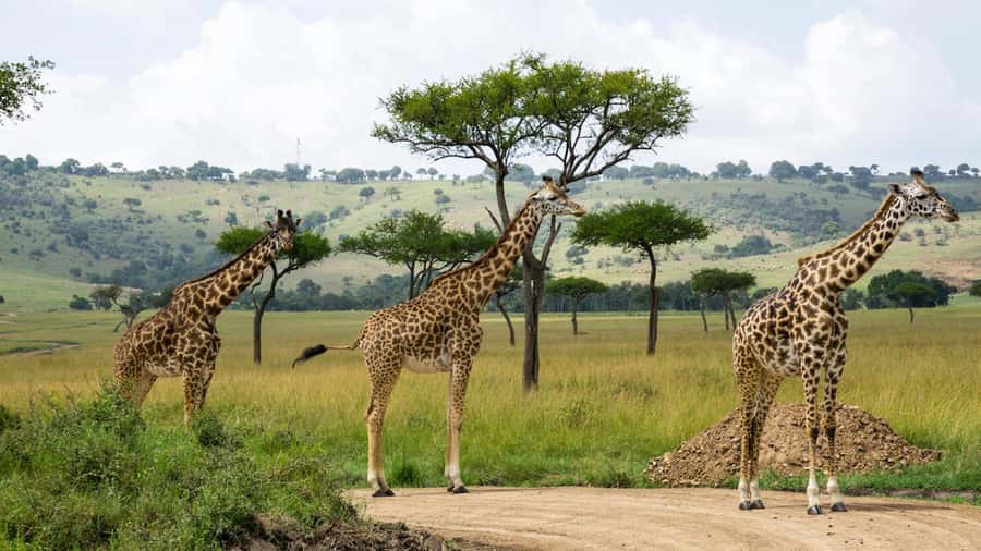 Day Trip: Hell's Gate Bike Ride & Lake Naivasha Boat Ride - What to Pack for This Specific Day