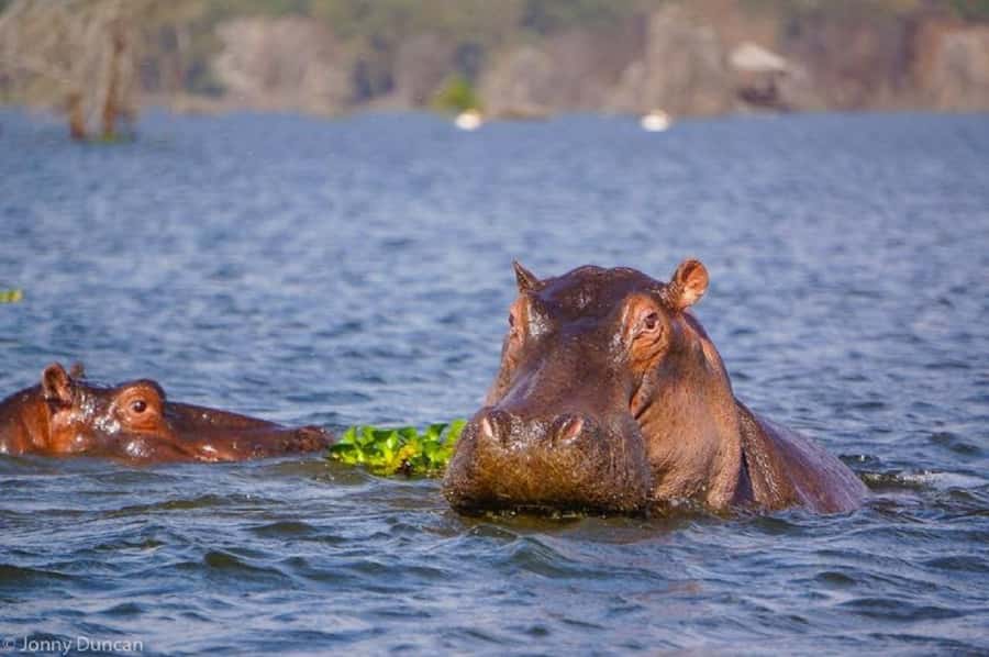 Day trip lake Naivasha and Hells gate - Should you book it?