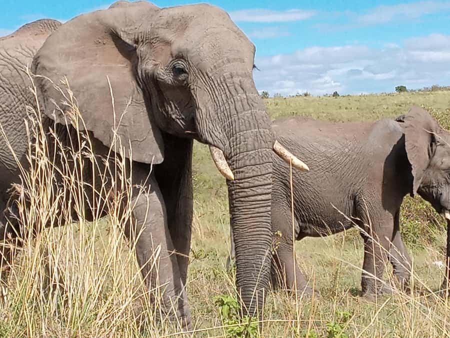 Day Trip to Amboseli National Park from Nairobi. - Why Amboseli makes sense as a Nairobi day trip
