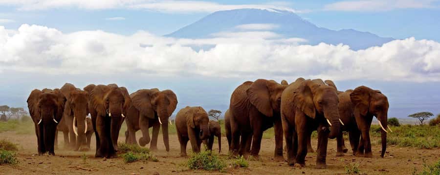 Day Trip to Amboseli National Park from Nairobi. - The sunrise drive from Nairobi