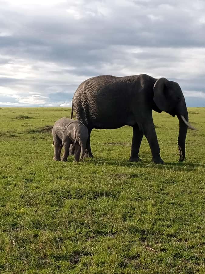 Day Trip to Amboseli National Park from Nairobi. - Mount Kilimanjaro and the value of clear weather
