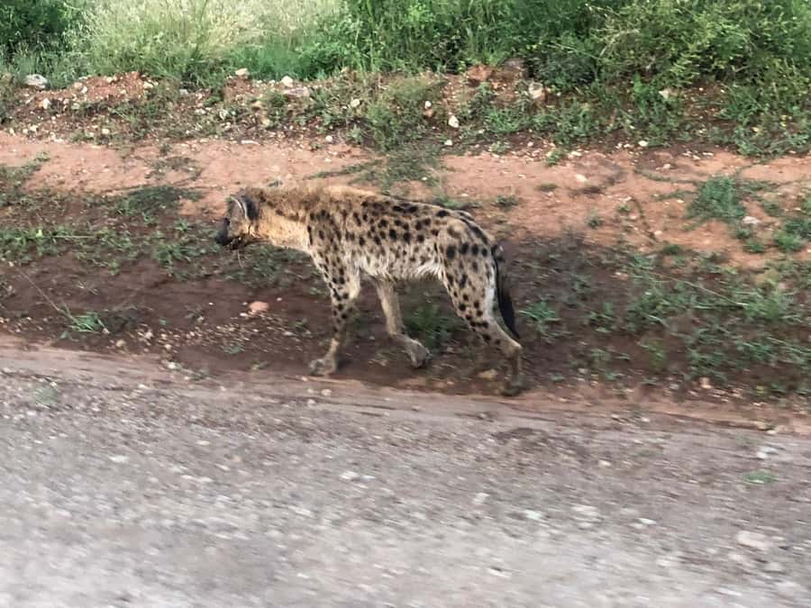 Day Trip to Amboseli National Park from Nairobi. - What the guides add to the day