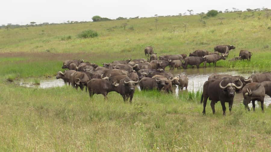 Day Trip to Amboseli National Park from Nairobi. - Entering Amboseli for a long game drive