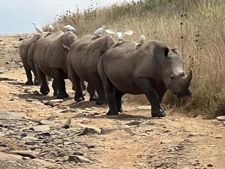 Day Trip to Lake Nakuru National Park from Nairobi - Key points to know before you book