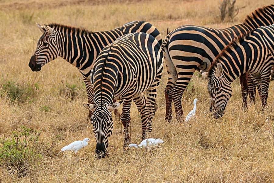 Day Trip to Lake Nakuru National Park from Nairobi - Why Lake Nakuru works as a Nairobi day trip