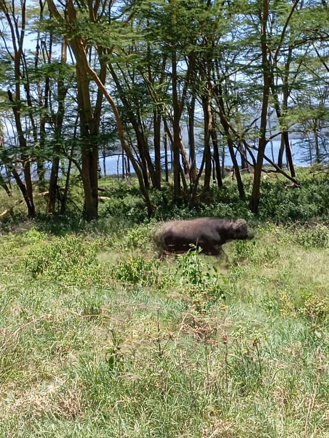 Day Trip to Lake Nakuru National Park from Nairobi - Picnic lunch inside the park