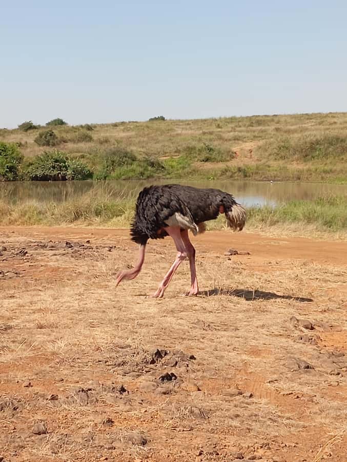 Day Trip to Lake Nakuru National Park from Nairobi - How the $175 price really works