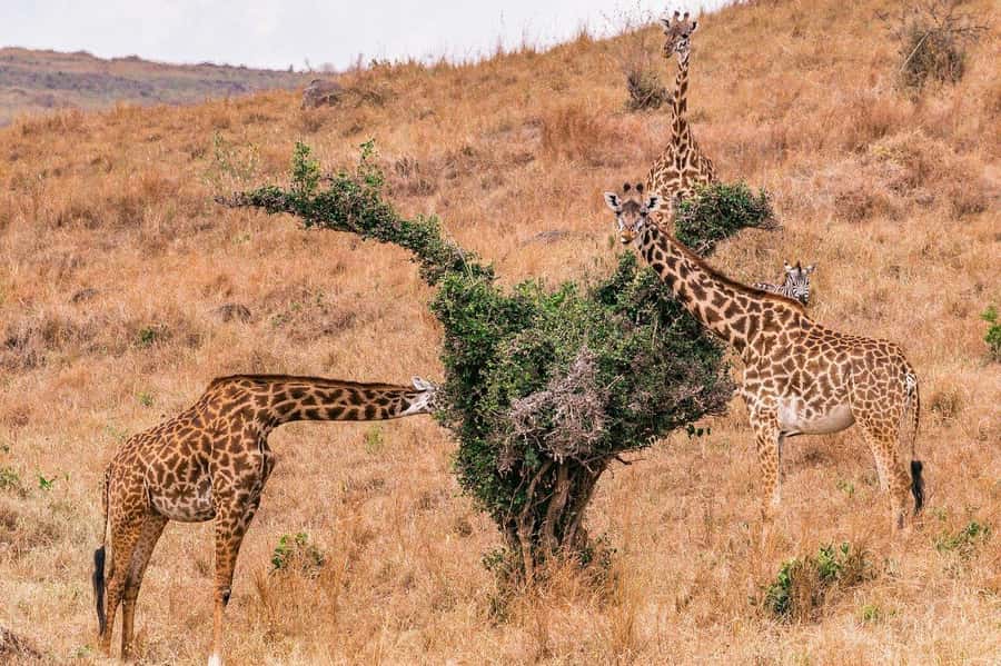 Day Trip to Lake Nakuru National Park from Nairobi - Who will enjoy this day most