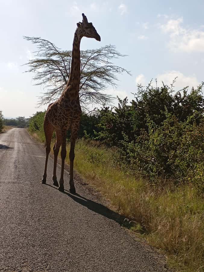 Day Trip to Lake Nakuru National Park from Nairobi - The drive from Nairobi through the Great Rift Valley